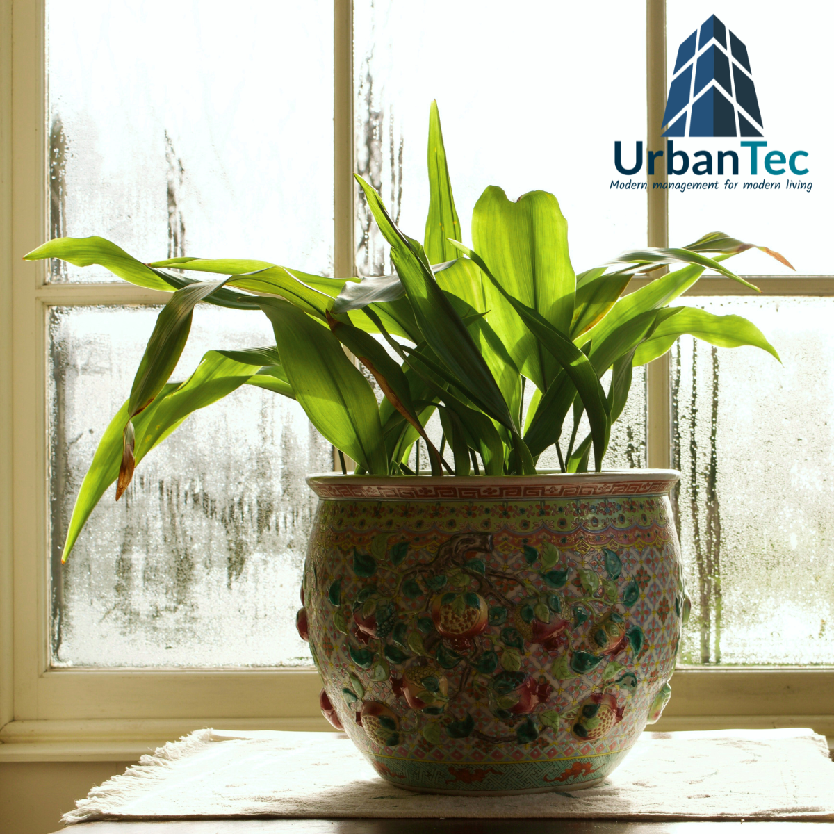Unseen, Unheard - Until It’s Too Late: Mold in Condo Life